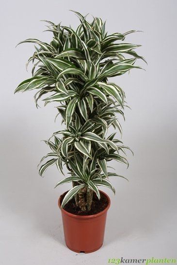 Backyard Diy Ideas, Dracaena Fragrans, Succulent Garden Indoor, Dracaena Plant, Home Decor Ideas Diy, Corn Plant, Vegetable Garden Diy, Plants For Hanging Baskets, Inside Plants