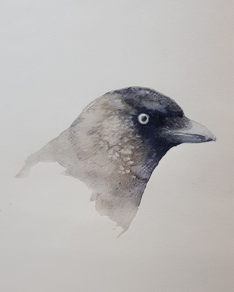 Jackdaw, watercolour on paper, Temberlyn Jackdaw Drawing, Crow Family, Crow Art, Jackdaw, Bird Paintings, Lino Prints, The Crows, The Crow, Lino Print