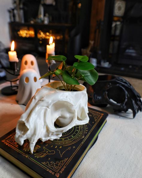 🐈‍⬛☠️Cat skull ☠️🐈‍⬛ planter with some room for a succulent, #catskull #succulents #planthomedecor #planthome Skull Pot, Skull Hanging, Skull Planter, Cat Skeleton, Cat Skull, Black Skulls, I Cool, Hanging Planters, White Cat