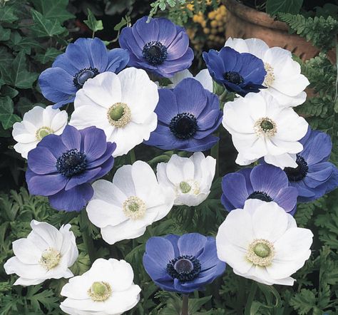 Poppy Anemone, Purple Perennials, Summer Bulbs, Sun Loving Plants, White Poppy, Anemone Flower, Peonies Garden, Hybrid Tea Roses, Planting Bulbs