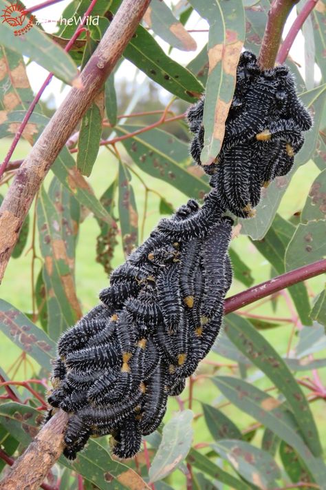 Australian Bugs Insects, Sawfly Larvae, Australian Spider, Australian Insects, Australia Wildlife, Deadly Animals, Scary Animals, Australia Animals, Outback Australia