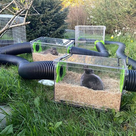 Rabbit Dig Box Ideas, Bunny Dig Box Ideas, Rabbit Area Indoor, Rabbit Digging Box Ideas, Rabbit Shed Ideas, Rabbit Cage Setup, Rabbit Playground, Rabbit Shed, Diy Rabbit Cage