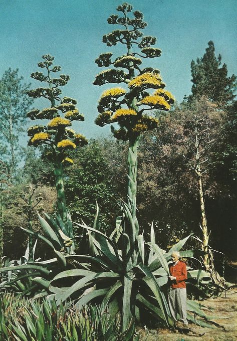 Vintage Agave Bloom - Cactus Jungle Plants With Pink Flowers, Vintage National Geographic, National Geographic Photography, Century Plant, National Geographic Magazine, Vintage Landscape, Succulents Diy, Vintage Photography, Natural World