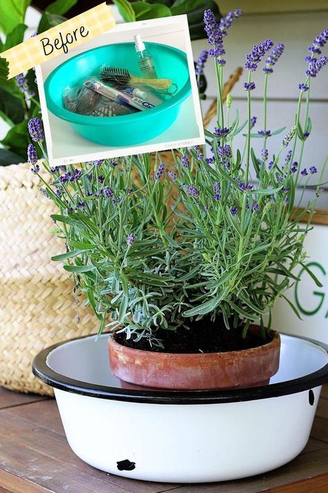 Lavender plant in a DIY enamelware bowl. Repurpose Enamelware, Vintage Enamelware Decor Ideas, Enamel Pots Repurpose, Enamel Bowl Decor Ideas, Decorating With Enamelware, Vintage Enamelware Decor, Enamelware Decor, Diy Farmhouse Style, Enamel Dishes