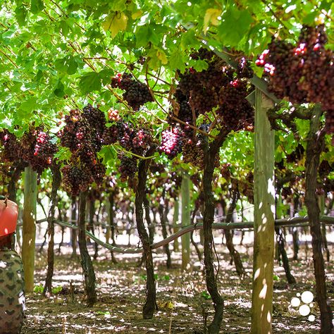 Montana Grape Aesthetic, Grape Farm, Grape Farm Aesthetic, Smart Agriculture, Grape Farm Vineyard, Picnic Cafe, Grape Vineyard, Grape Plant, Grape Harvest