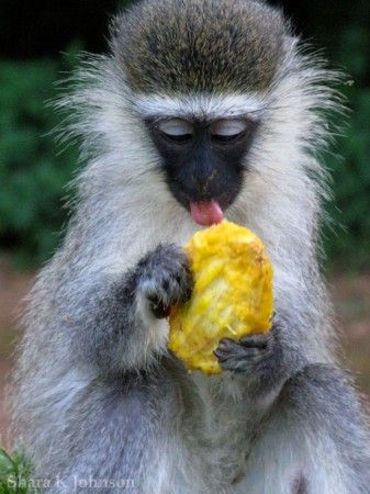 hairy Vervet monkey in Uganda eating (jack fruit?)  popular fruit for children in uganda--pineapple is abundant as well Fruit Monkey, Monkey Eating, Pigmy Marmoset Monkey, Vervet Monkey, Uganda Gorilla Trekking, Eating Fruit, Jack Fruit, Types Of Monkeys, Different Types Of Animals