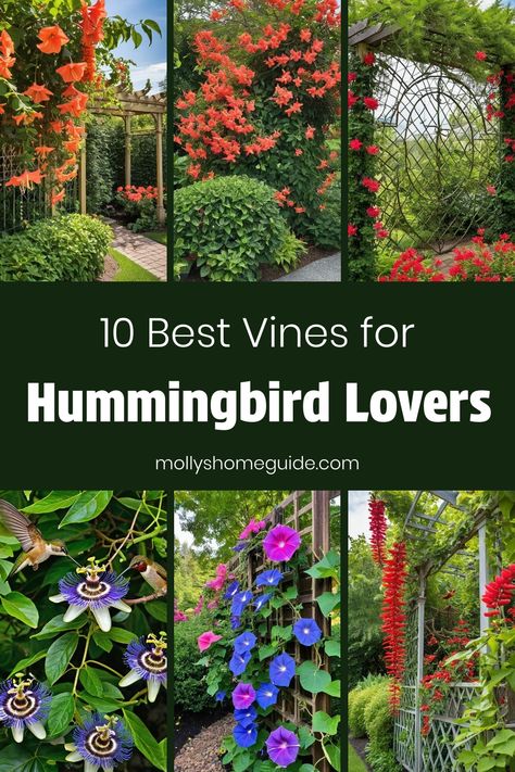 Explore the beauty of nature with the best vines for hummingbirds. Create a vibrant and lively atmosphere in your garden with trumpet vines, Mexican flame vine, and cardinal climber. These flowering vines are not only easy to grow but also attract fascinating hummingbird visitors. Enhance your outdoor space with these captivating hummingbird plants and climbing vines that will bring color and life to your surroundings. Attract these delightful creatures by planting the perfect blend of hummingbi Trumpet Vine Trellis Ideas, Mexican Flame Vine, Flame Vine, Trumpet Vines, Angel Trumpet Plant, Honeysuckle Vines, Mandevilla Vine, Hops Vine, Cypress Vine