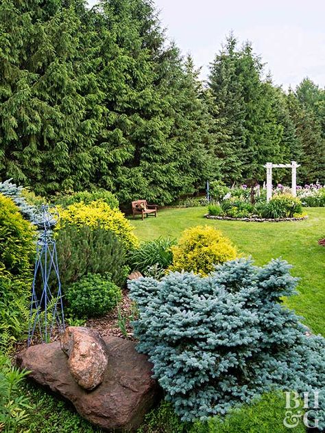 They're friendlier than a stockade fence, cheaper than a wall, and prettier than lattice. Types Of Evergreen Trees, Evergreen Trees For Privacy, Pseudotsuga Menziesii, Evergreen Landscape, Evergreen Hedge, Landscaping Trees, Evergreen Garden, Privacy Landscaping, Easy Care Plants