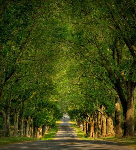 Every house deserves a grand entry, mine is a tree lined driveway. Beautiful in every season. Lined Driveway, Farm Entrance, Tree Lined Driveway, Driveway Entrance, Long Driveways, Driveway Landscaping, Entry Gates, Back Road, Tree Line