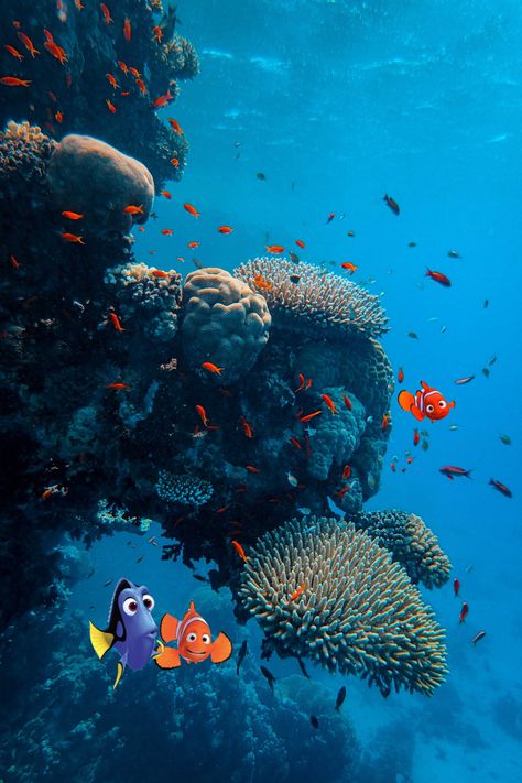 Finding Nemo 🔍 Finding Dory Aesthetic, Finding Nemo Aesthetic, Dory Nemo, Disney Inspiration, Disney Finding Nemo, Illustrator Design Tutorial, Finding Dory, Boho Aesthetic, Streaming Services