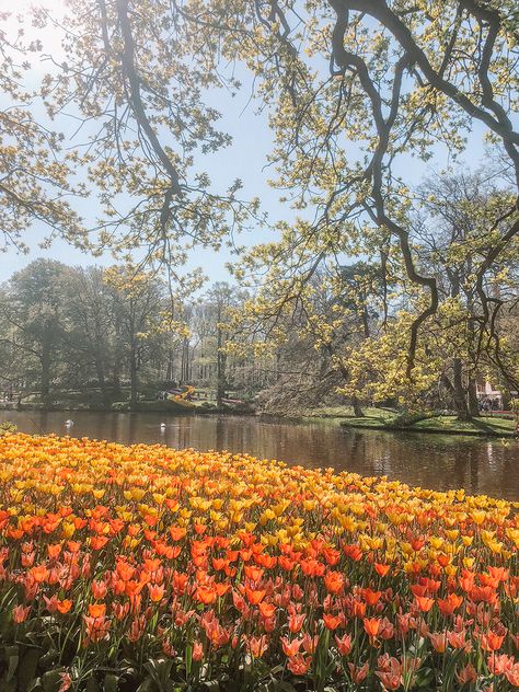 Keukenhof Aesthetic, Tulips Iphone Wallpaper, Keukenhof Gardens, Day Trips From Amsterdam, Rv Holiday, Tulip Fields, Romantic Destinations, Future Trends, Instagrammable Places