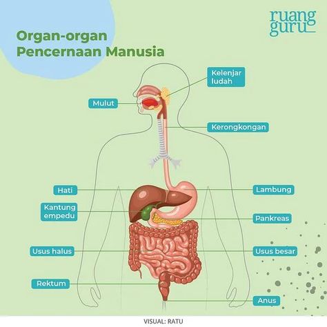 Apa Saja Sistem Pencernaan pada Manusia? | Biologi Kelas 8 Science Diagrams, Kartu Tarot, Sistem Pencernaan, Notes Ideas, Mecca Wallpaper, Classroom Rules, Ipa, Drawing For Kids, Biology