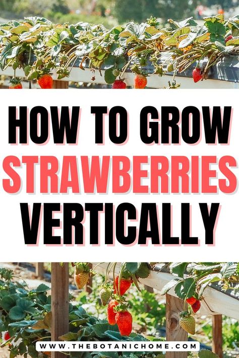 How to grow strawberries vertically Grow Strawberries Vertically, Strawberry Trellis, Growing Strawberries Vertically, Strawberry Planters Diy, Growing Strawberries In Containers, How To Grow Strawberries, Plantarea Legumelor, Vertical Garden Systems, Gemüseanbau In Kübeln