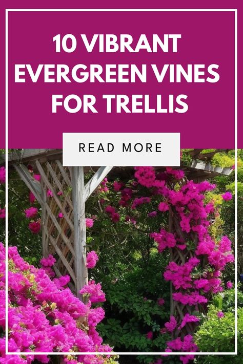 Discover the best evergreen vines for trellis that promise year-round greenery and privacy for your outdoor oasis. Whether you're seeking fast-growing vines for instant concealment or perennial flowering climbers to add a pop of color, these low-maintenance climbing plants have got you covered. Embrace the beauty and versatility of evergreen climbers that not only offer lush foliage but also stunning blooms. Vines For Trellis, Evergreen Clematis, Climbing Plants Trellis, Clematis Armandii, Evergreen Climbers, Fast Growing Vines, Evergreen Vines, Growing Vines, Climbing Hydrangea