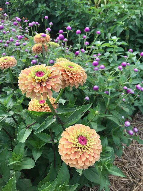 Queen Lime Blush Zinnia, Zinnia Queen Lime Orange, Queen Lime Orange Zinnia, Queen Lime Zinnia, Zinnia Queen Lime, Zinnias Garden, Cut Flower Garden Layout, Flower Garden Layout, Outdoor Flowering Plants