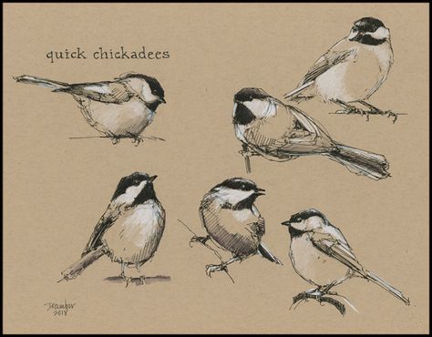 Quick Chickadees | Drawn In Drawing Of Birds, Chickadee Drawing, Garden Drawings, Nature Sketching, Bird Sketches, Bird Pencil Drawing, معرض فني, Bird Sketch, Nature Sketch