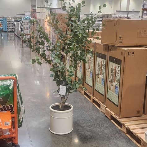 Studio McGee - Hearth & Hand - Target Finds 🎯 | Have you seen the Costco Faux 6.5' Eucalyptus Tree | Facebook Costco Finds, Faux Eucalyptus, Eucalyptus Tree, Target Finds, Hearth And Hand, Studio Mcgee, Have You Seen, Target