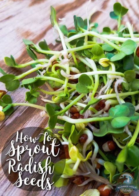 How To Sprout Radish Seeds | My mother called them mermaid hair... We never had a shortage of mermaid hair (aka alfalfa sprouts) in the fridge. Sprouts, essentially a micro-green, are insanely nutritious. Learn to grow your own, and you never have to be without healthy greens! | /wildernessfam/ Radish Sprouts, Balanced Recipes, Growing Sprouts, Healthy Greens, Alfalfa Sprouts, Micro Greens, Growing Microgreens, Sprouting Seeds, Plant Succulents