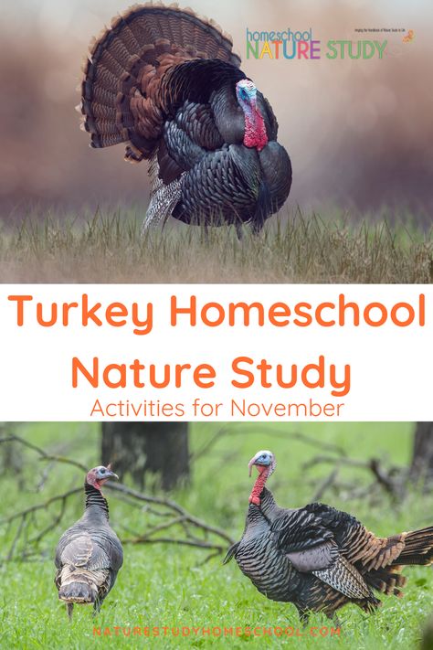 November Nature Activities, November Homeschool Themes, Turkey Unit Study, Pumpkin Nature Study, November Homeschool Ideas, Thanksgiving Homeschool Ideas, November Homeschool, Activities For November, Homeschool Thanksgiving