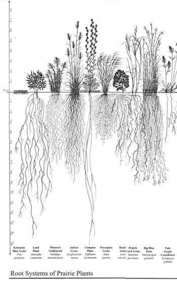 The roots of prairie plants (Source: Wikimedia Commons.) Prairie Plants, Roots Drawing, Prairie Planting, Arte Peculiar, Desain Editorial, Erosion Control, Grass Roots, Plant Tattoo, Illustration Botanique