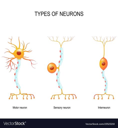 Sensory Neuron, Neuron Drawing, Neuron Diagram, Study Memes, Types Of Neurons, Nervous System Anatomy, Human Nervous System, Studying Memes, Motor Neuron