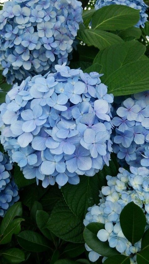 Hydrangea Flowers Aesthetic, Peonies And Hydrangeas, Hydrangea Garden, Spring Wallpaper, Flower Therapy, Beautiful Bouquet Of Flowers, Hydrangea Flower, Blue Hydrangea, Flower Photos