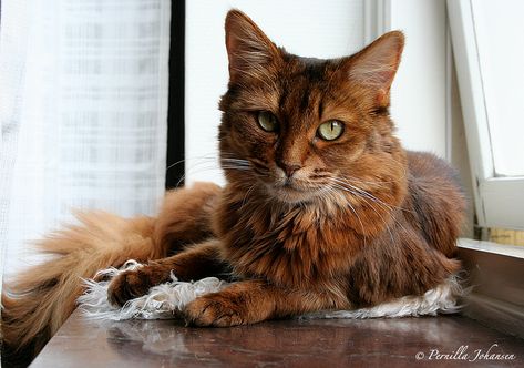 Somali Cat, Cat Wood, Cat Reference, Exotic Cats, Personal Aesthetic, Cats Breeds, Feral Cats, Abyssinian, Domestic Cat