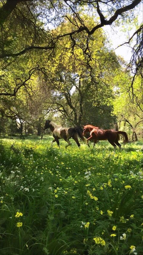 Equestrian Aesthetic, Farm Lifestyle, Horse Aesthetic, All About Horses, Equestrian Sports, Ranch Life, Equestrian Life, Horse Life, My Boy