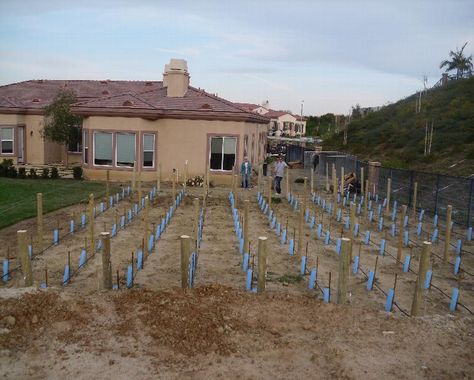 Small Vineyard Backyard, Vineyard Landscape Design, Vineyard Backyard, Backyard Vineyard, Picking Grapes Vineyard, Small Vineyard, Grape Farm Vineyard, Small Homestead, Homestead Layout