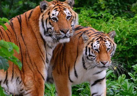 Tiger Couple, Indochinese Tiger, Tyger Tyger, Two Tigers, Chinese Tiger, Amur Tiger, Panthera Tigris, Sumatran Tiger, Cat Species