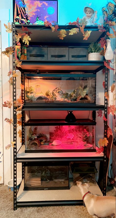 Shelving For Reptiles, Reptile Setup Ideas, Reptile Stand Ideas, Multiple Reptile Tank Setup, Reptile Tank Stand Ideas, Reptile Shelves, Reptile Shelf, Reptile Room Aesthetic, Reptile Setup