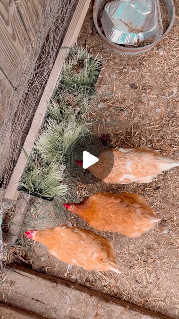 Chook Houses Ideas, Chicken Plants, Cottage Apothecary, Chicken Feed Recipe, Backyard Chickens Diy, Chicken Coups, Chicken Tips, Farm Inspiration, Homestead Animals