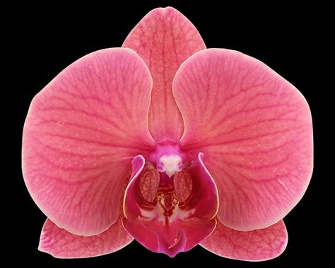 Pretty Orchids, Orchid Aesthetic, Orchid Photography, Nothing But Flowers, Pink Orchids, Flower Therapy, Orchid Flower, Exotic Flowers, Flower Pictures