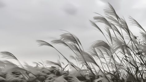 Aesthetic Material, The Wind, White