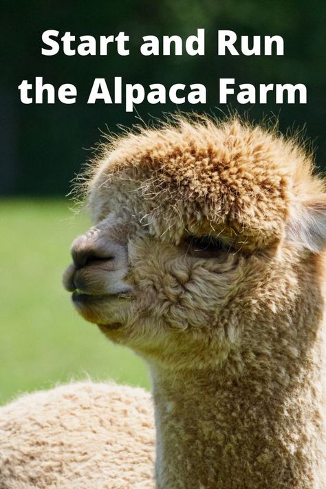 Farm Facts, Cow Liver, Animal Report, Farming Business, Farm Layout, Alpaca Farm, Farm Living, Outdoors Tattoo, Farms Living