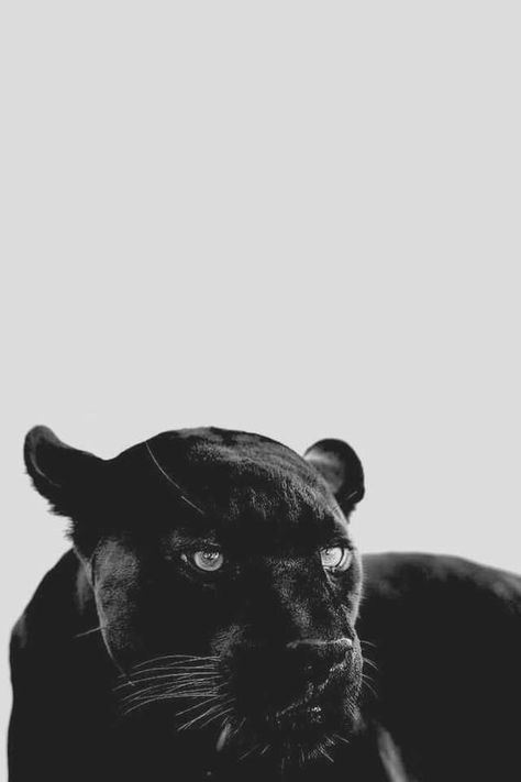 Black Panther Wallpaper, Black Jaguar Animal, Panther Wallpaper, Jaguar Wallpaper, Phone Wallpapers Vintage, Sticker Design Inspiration, Cover Photo Quotes, Iphone Wallpaper Photos, Cat Aesthetic