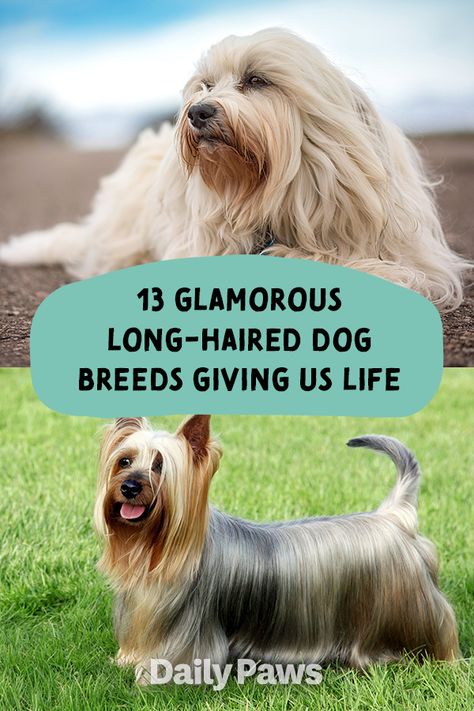 From the Silky Terrier to the Havanese, these long-haired dog breeds are sure to steal your heart. #breeds #petbreeds #breedroundup #catbreeds #kittenbreeds #dogbreeds #bestcatbreeds #bestdogbreeds Long Haired Dog Breeds, Puli Dog, Best Cat Breeds, Silky Straight Hair, Kitten Breeds, Toy Dog Breeds, Long Haired Dogs, Silky Terrier, Havanese Dogs