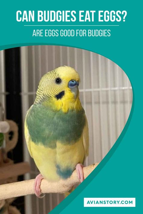 Embark on an exploration of budgie diets as we tackle the question: Can budgies eat eggs? This pin breaks down the nutritional value of eggs for these lively birds, highlighting the benefits and proper ways to serve them. Learn about the protein and mineral content in eggs that can complement a budgie's balanced diet! #BudgiesEggs #AvianDiet #BirdNutrition #AvianStory Nutritional Value, An Egg, Egg Recipes, Balanced Diet, Egg, Nutrition, Benefits, Birds, Diet