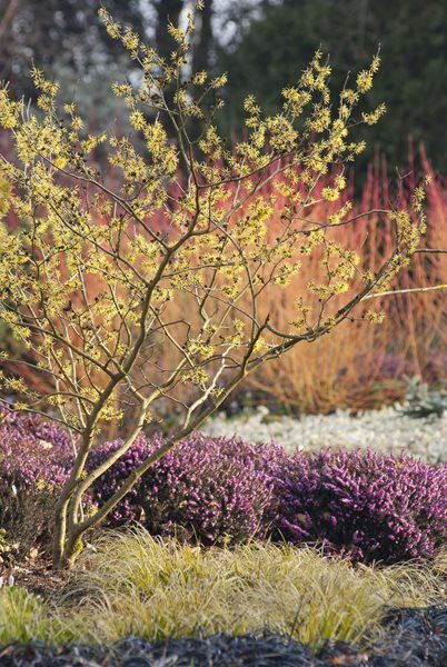 Flowering Tree, Witch Hazel Design a Winter Garden that Combines Toughness, Color & Texture Bressingham Gardens Norfolk, England Funny Vine, Garden Winter, Planting Combinations, Winter Gardens, Meadow Garden, Planting Design, Winter Plants, Garden Shrubs, Plant Combinations