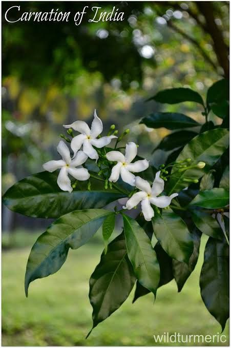 Kerala Flowers, Flowers Name In Hindi, Flowering Plants In India, Herbs Benefits, Carnation Plants, Chudidhar Designs, Kerala Nature, Indian Medicine, Ayurvedic Plants