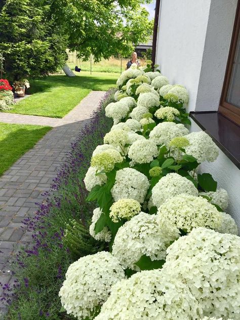 Hydrangea Landscaping, Cheap Landscaping Ideas, House Florida, Front Gardens, White Hydrangeas, Hydrangea Garden, Front Landscaping, Have Inspiration, Front Yard Garden