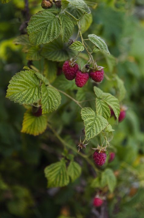 Rasberry Bushes, Raspberry Photography, Raspberry Branch, Forest Neighborhood, Fruit Quilt, Raspberry Plant, Wild Raspberries, Raspberry Leaves, Forest Berries