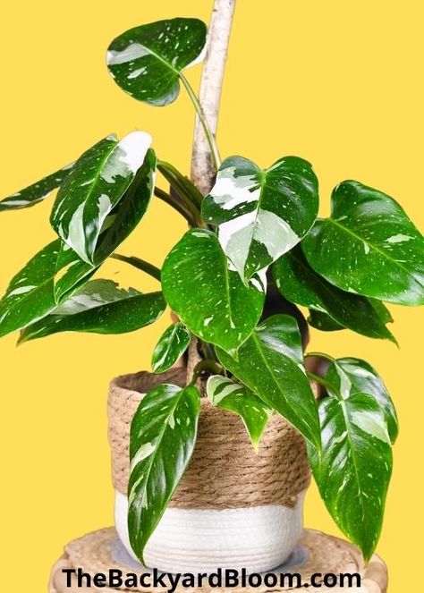 White Ice Princess Philodendron, Philodendron White Princess, White Princess Philodendron, Flowering Succulents, The White Princess, Philodendron Plant, Plant Goals, Variegated Plants, White Princess