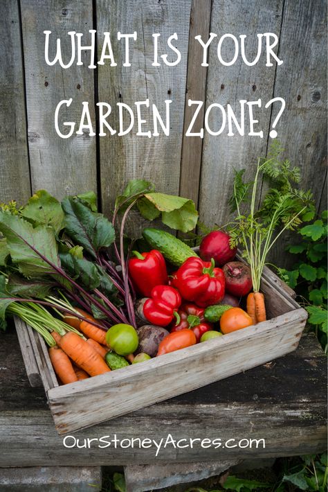 Starting A Vegetable Garden, Garden Inspo, Permaculture Gardening, Organic Vegetable Garden, Starting A Garden, Food Garden, Planting Vegetables, Grow Your Own Food, Organic Vegetables