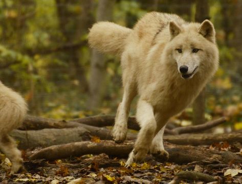 Wolf Poses, Wolf Running, Wolf Images, Dog Motif, Wolf Photos, Dog Poses, Pretty Animals, Wild Dogs, Wolf Dog