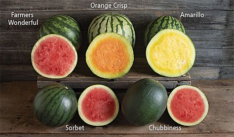 Watermelon Varieties: Wow Look at the Choices! - Watermelon Times Types Of Watermelon, Watermelon Varieties, How To Grow Watermelon, National Watermelon Day, Modern Farming, Dakota Rose, Garden Prepping, Sweet Custard, Salad Aesthetic