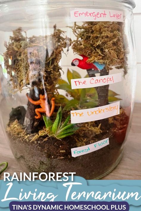 Rainforest Science Activities For Kindergarten Amazing and Fun Living Terrarium Science Activities For Kindergarten, Rainforest Diorama, Living Terrarium, Rainforest Preschool, Mini Ecosystem, Rainforest Crafts, Habitat Activities, Rainforest Project, Rainforest Activities