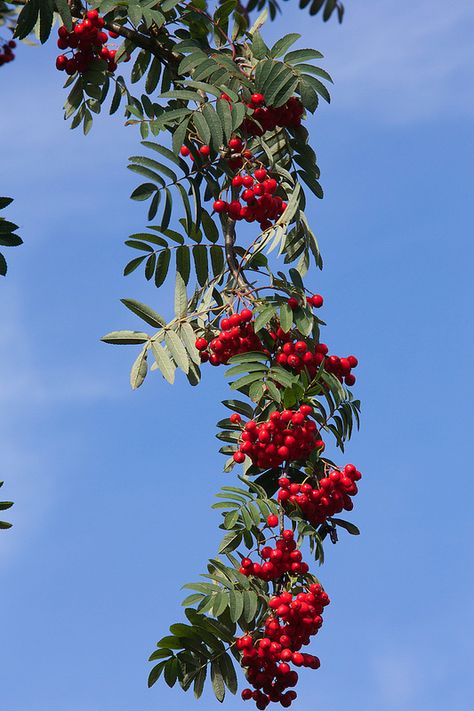 Sorbus aucuparia berries...Mountain Ash Berries Photography, Mountain Ash Tree, Sorbus Aucuparia, Fruit World, Rowan Tree, Fruits Photos, Mountain Ash, Handmade Paper Crafts, Common Names