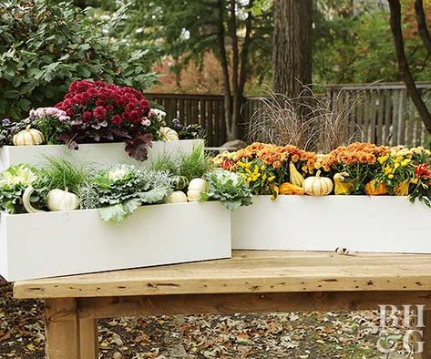 Nothing says welcome like a window box in the front of the house. Fall Window Boxes, Fall Windows, Plant Window, Summer Centerpieces, Fall Planters, Have Inspiration, Colorful Plants, Easy Plants, Window Boxes