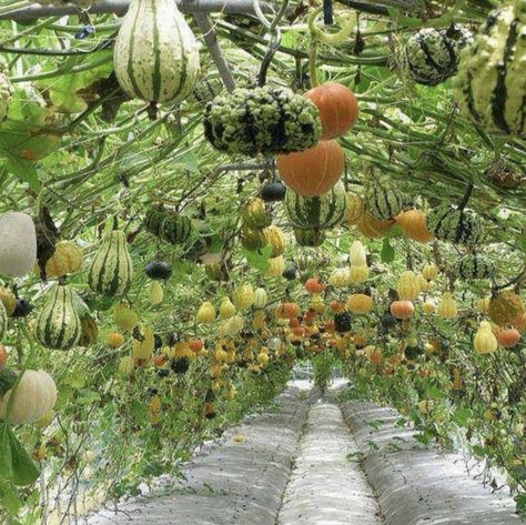 Concept: The Green Cocoon: A Pergola-like Trellis to Shade Hot Baking Roads with Lush Green Foliage Squash Trellis, Bean Trellis, Vertical Vegetable Garden, Types Of Herbs, Vertical Herb Garden, Garden Arbor, Home Vegetable Garden, Vegetable Garden Design, Veggie Garden